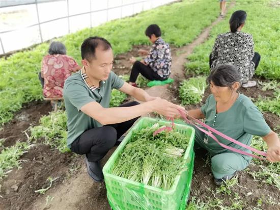 马涛和群众一起整理采摘蔬菜
